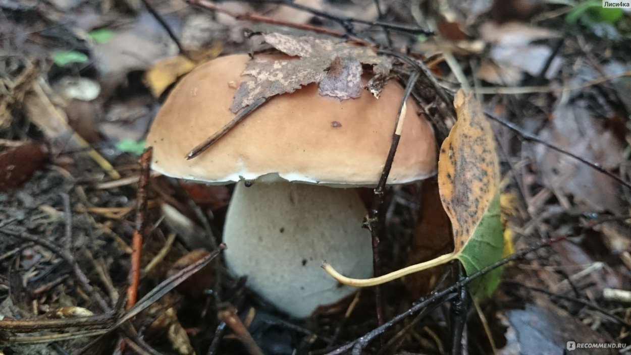 Грибы в Чувашии