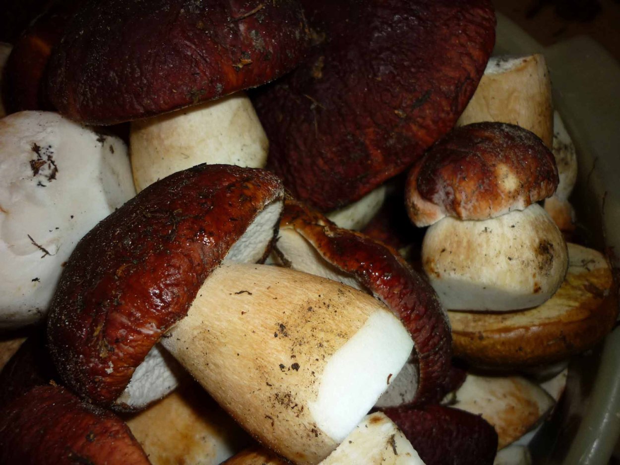 Много грибов