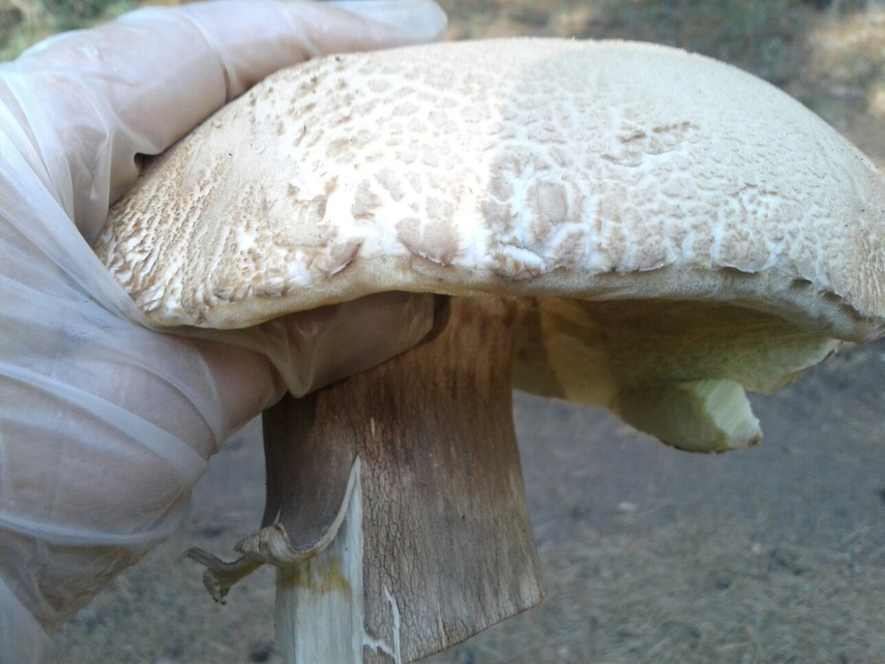 Боровик укореняющийся (Boletus radicans)
