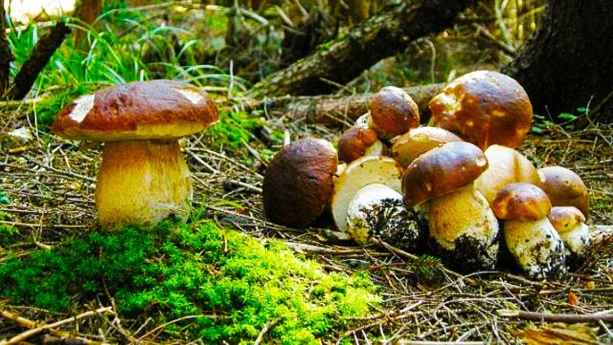 Грибы Северо-Запада России