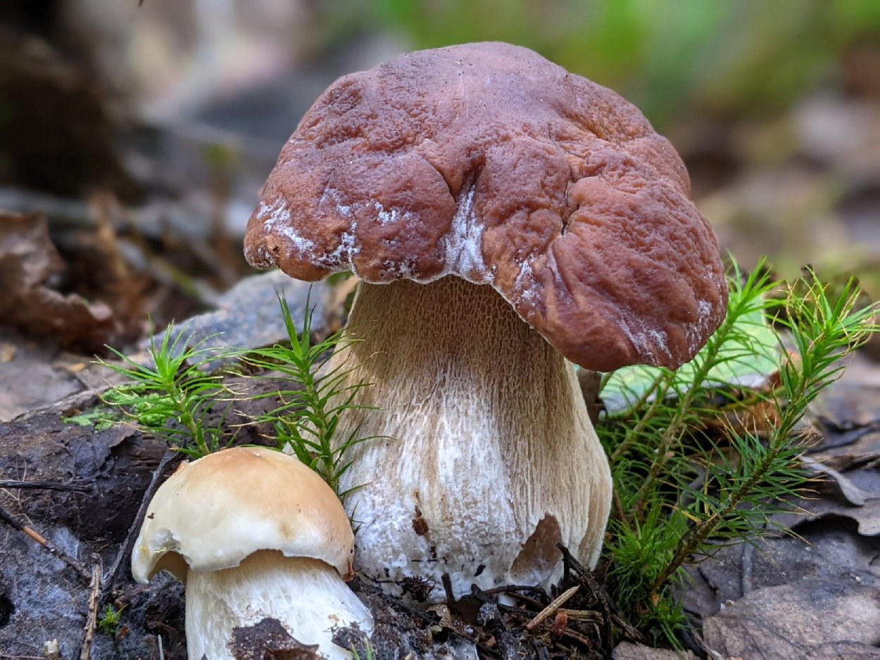 Ложный Боровик белый гриб