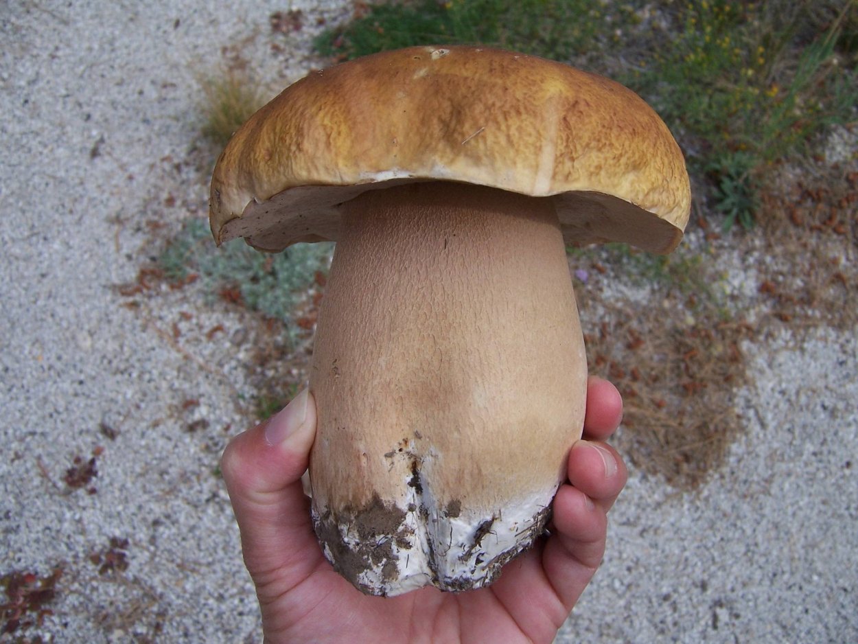 Грибы в Финляндии сейчас