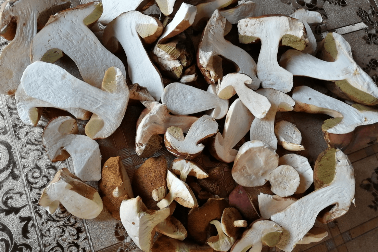 Грибы в Приозерском районе 2022