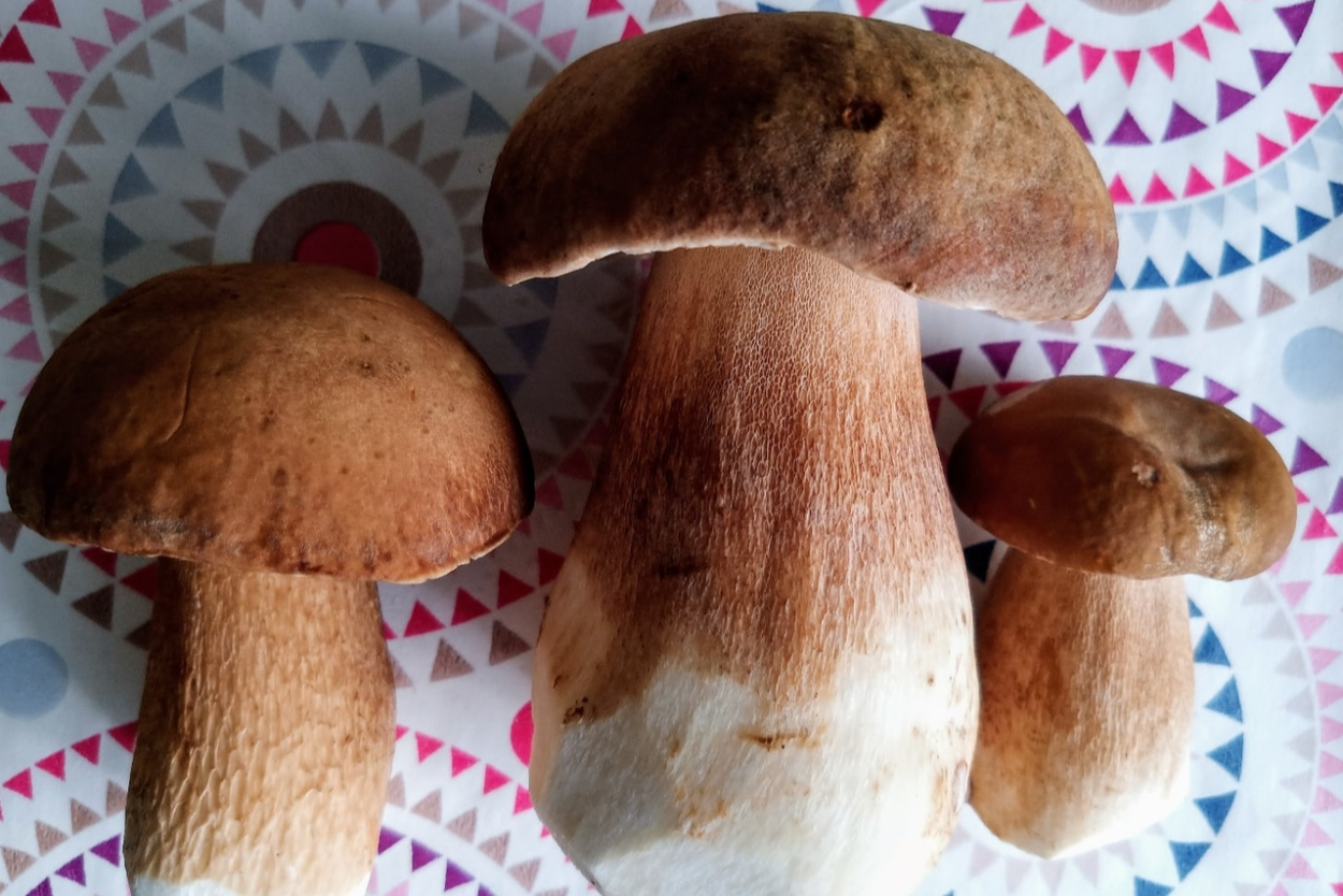 Сосновый Боровой гриб