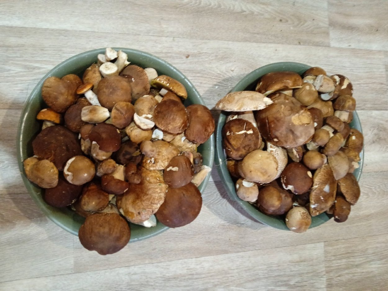 Боровика ягода