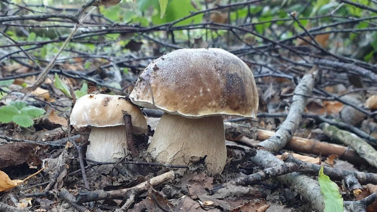 Семейка грибов