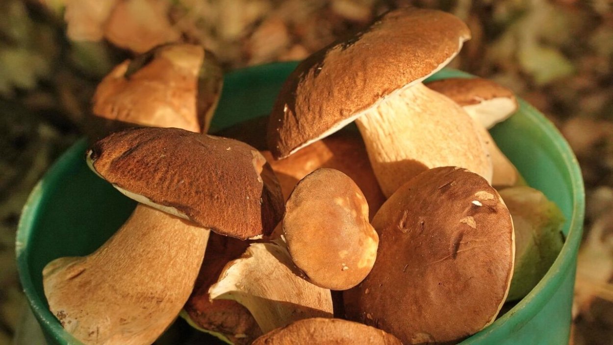 Еще грибного