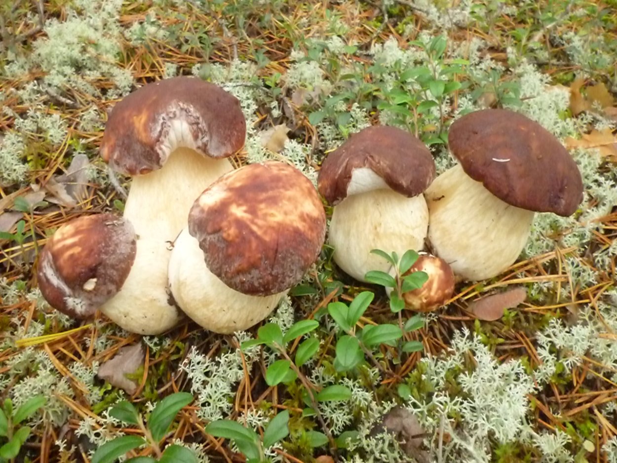 Мицелий белого гриба