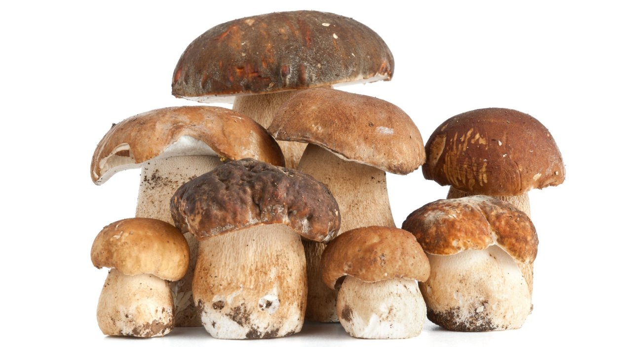 Видео сбора грибов на Украине 2021 год