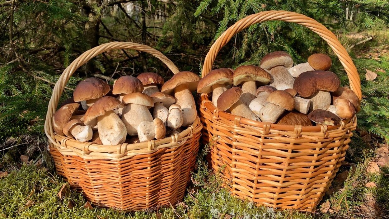 Тремелла фукусовидная