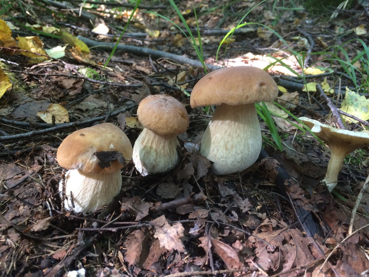 Грибы Боровик и груздт