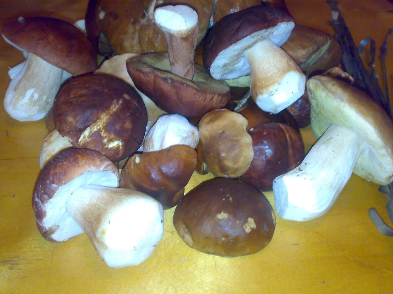 Лес грибы озеро