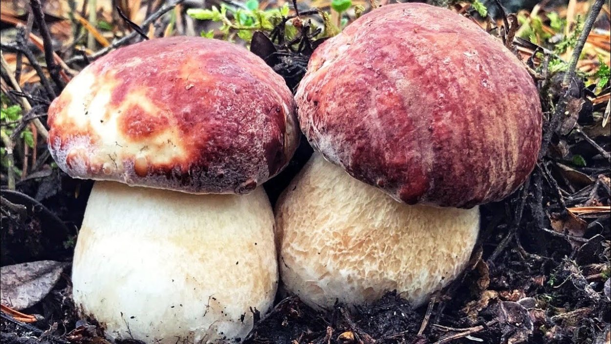 Большие белые грибы в лесу