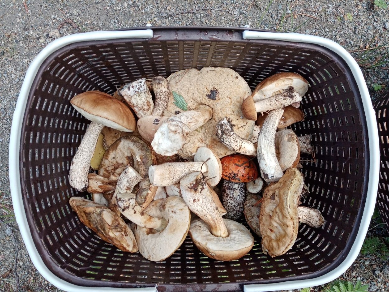 Гриб Боровик Сосновый