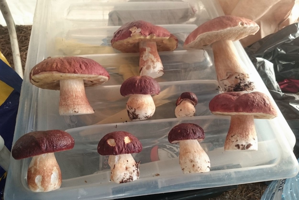 Грибы в Карелии