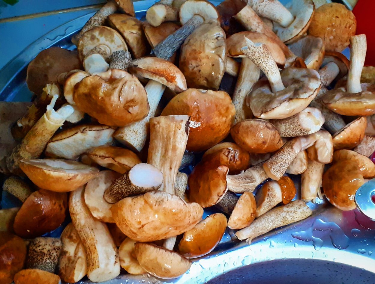 Царский белый гриб Приморский край