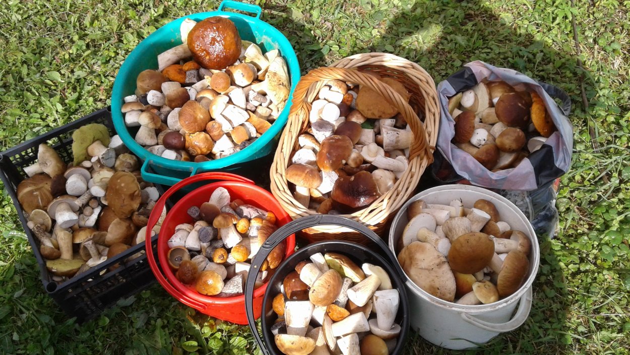 Крымский полубелый гриб