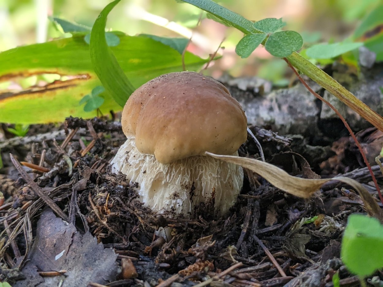 Консервированные грибы