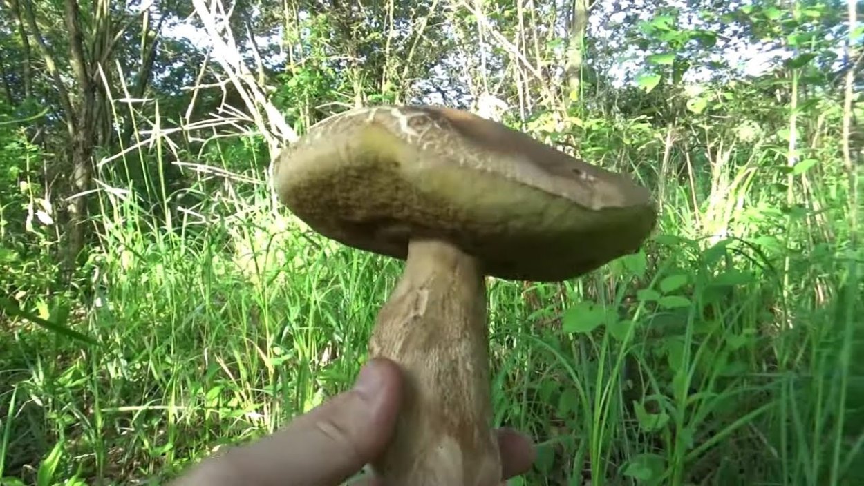 Гребешок Дальневосточный