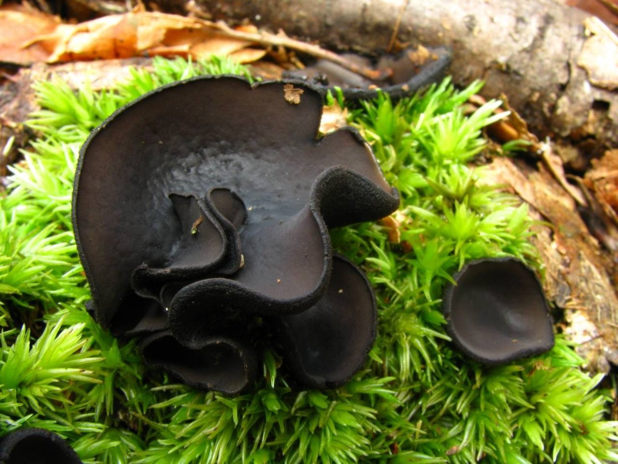 Псевдоплектания черноватая (Pseudoplectania nigrella)