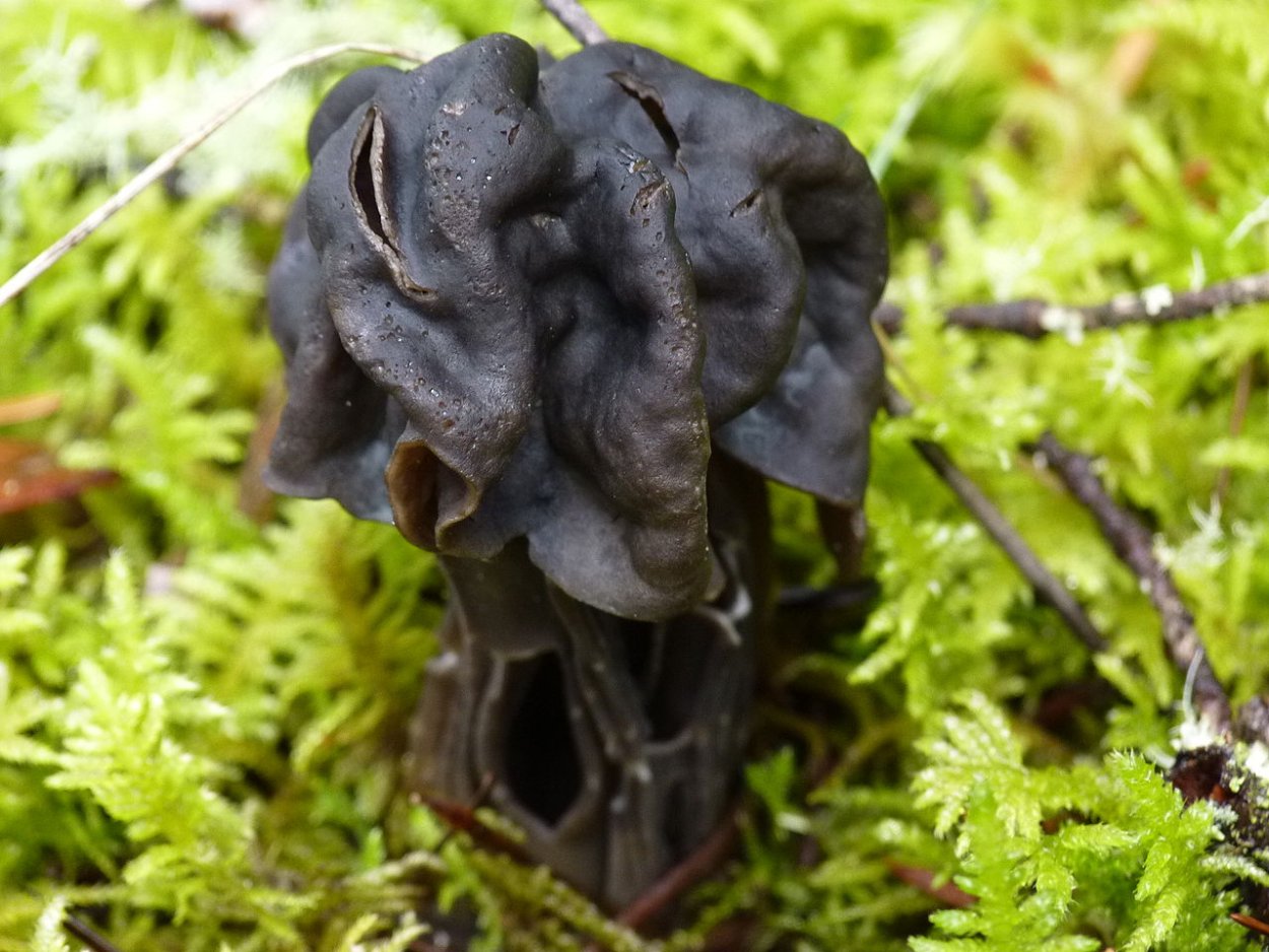 Лопастник ямчатый