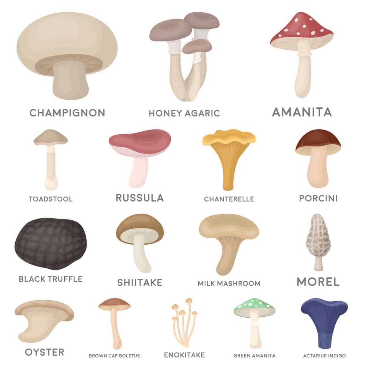 Types of Mushrooms