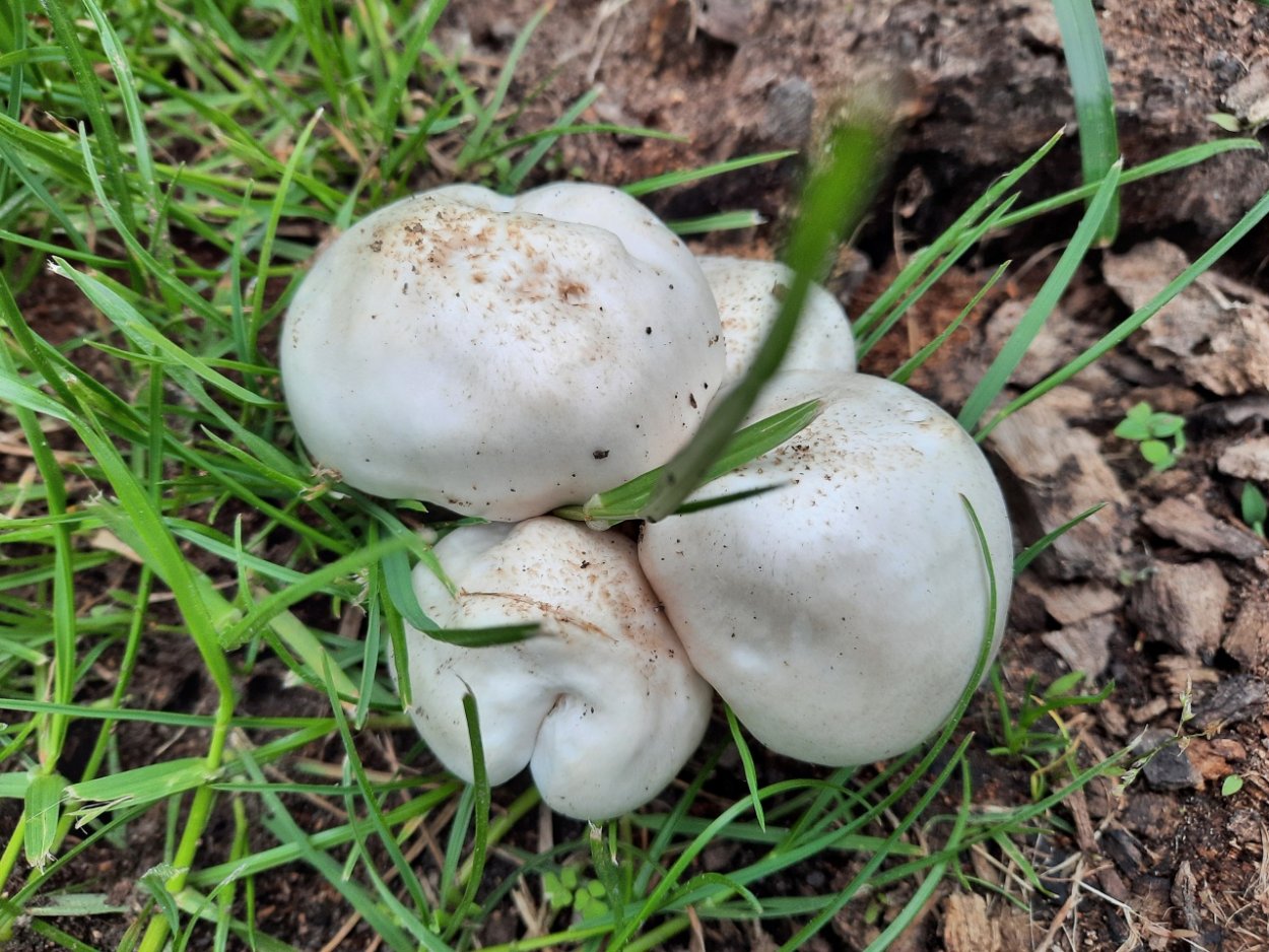 Плютей белый гриб