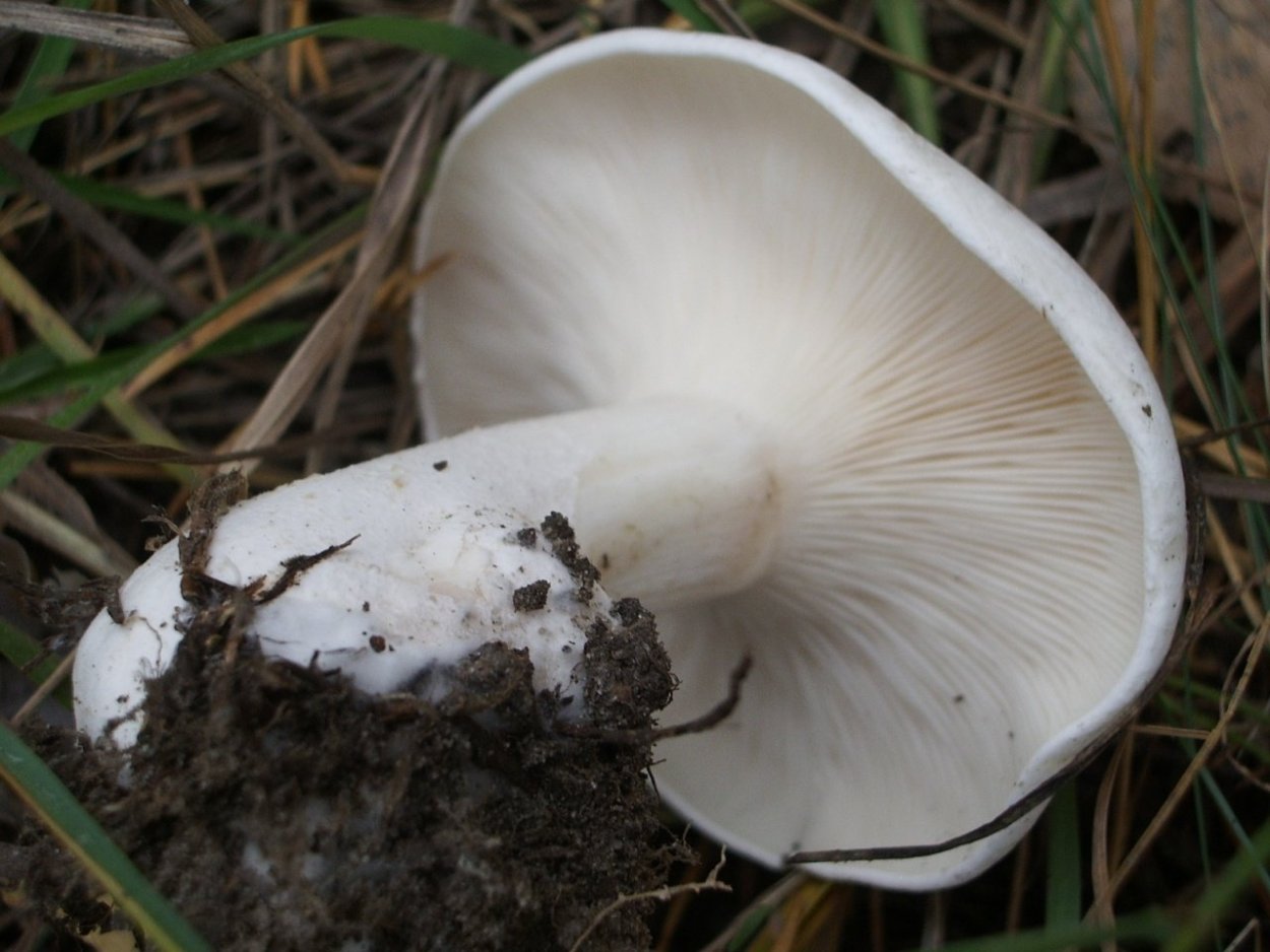 Гриб говорушка беловатая