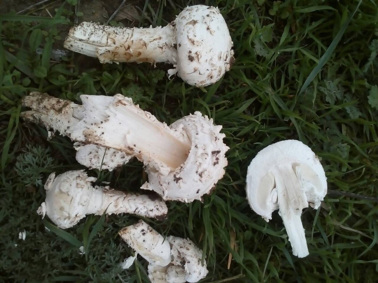 Лже шампиньоны