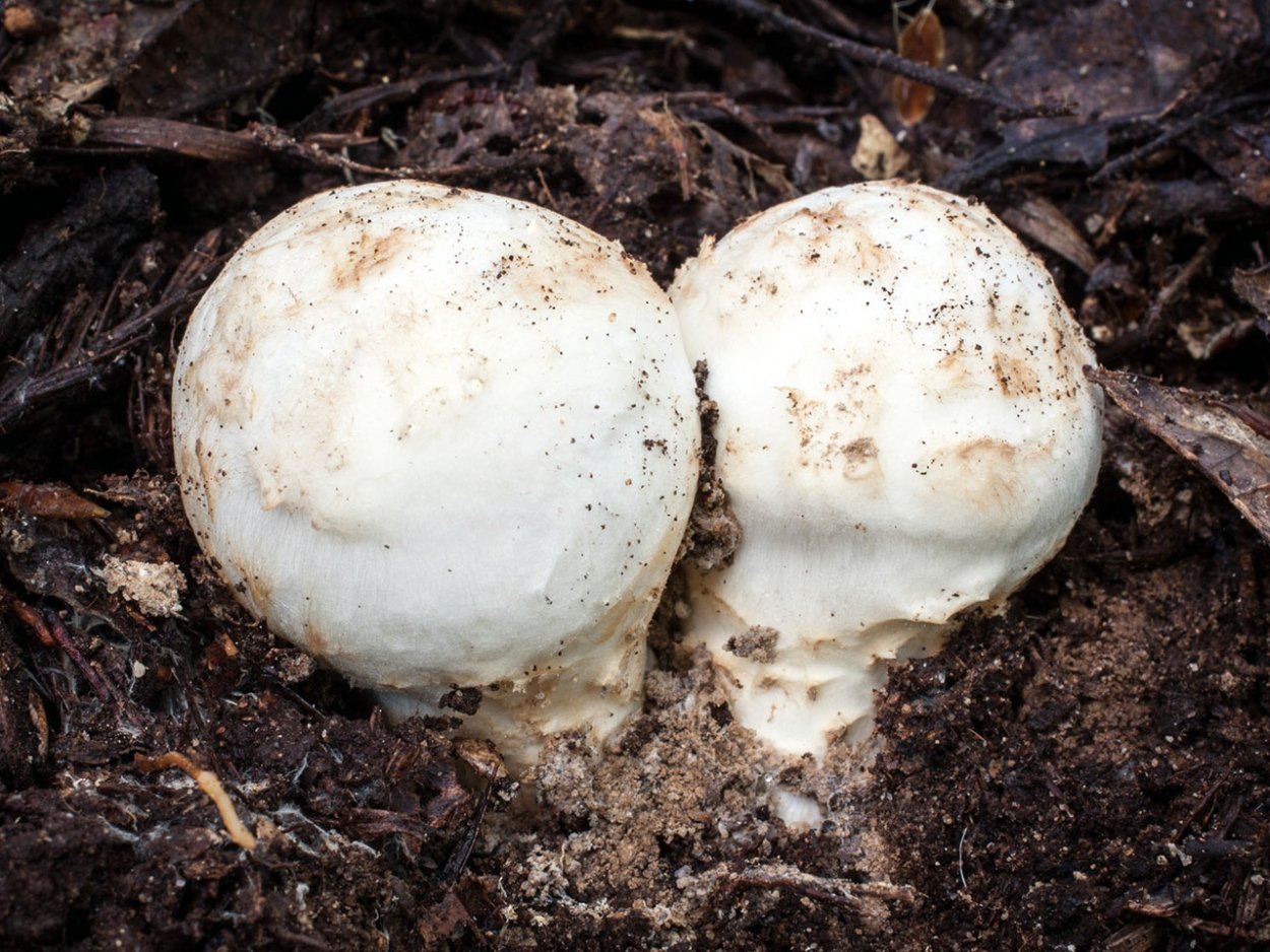 Tricholoma murrillianum