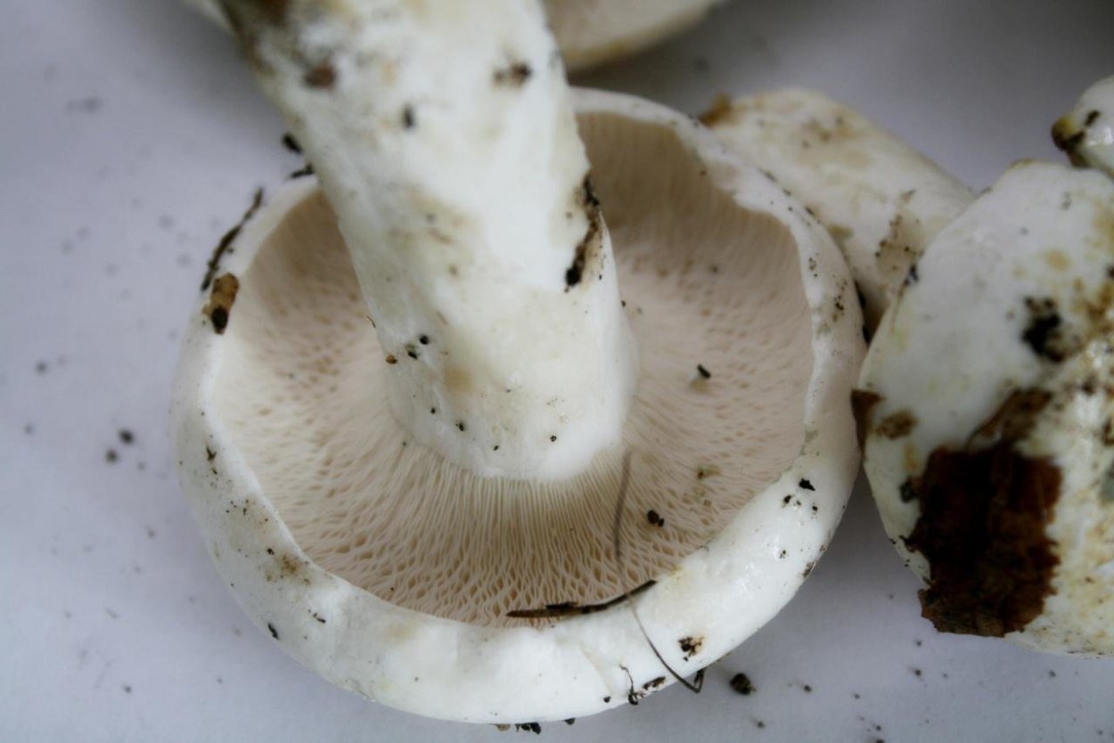 Белый груздь груздь перечный