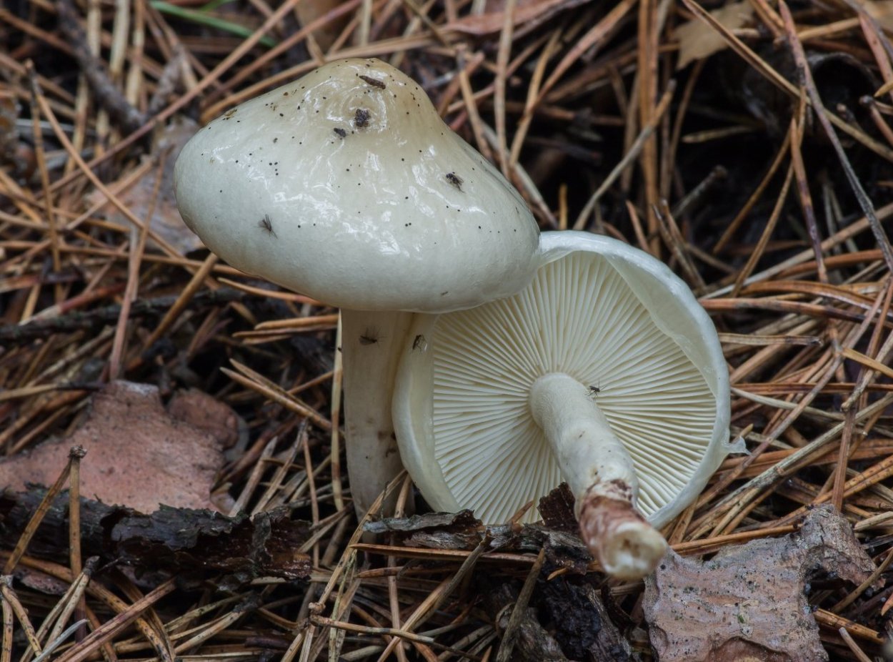 Лимацелла масляная