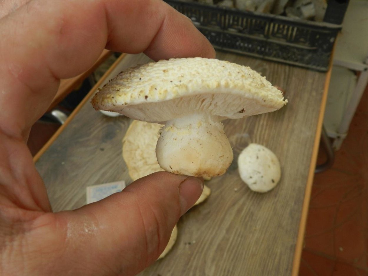 Флоккулярия Рикена