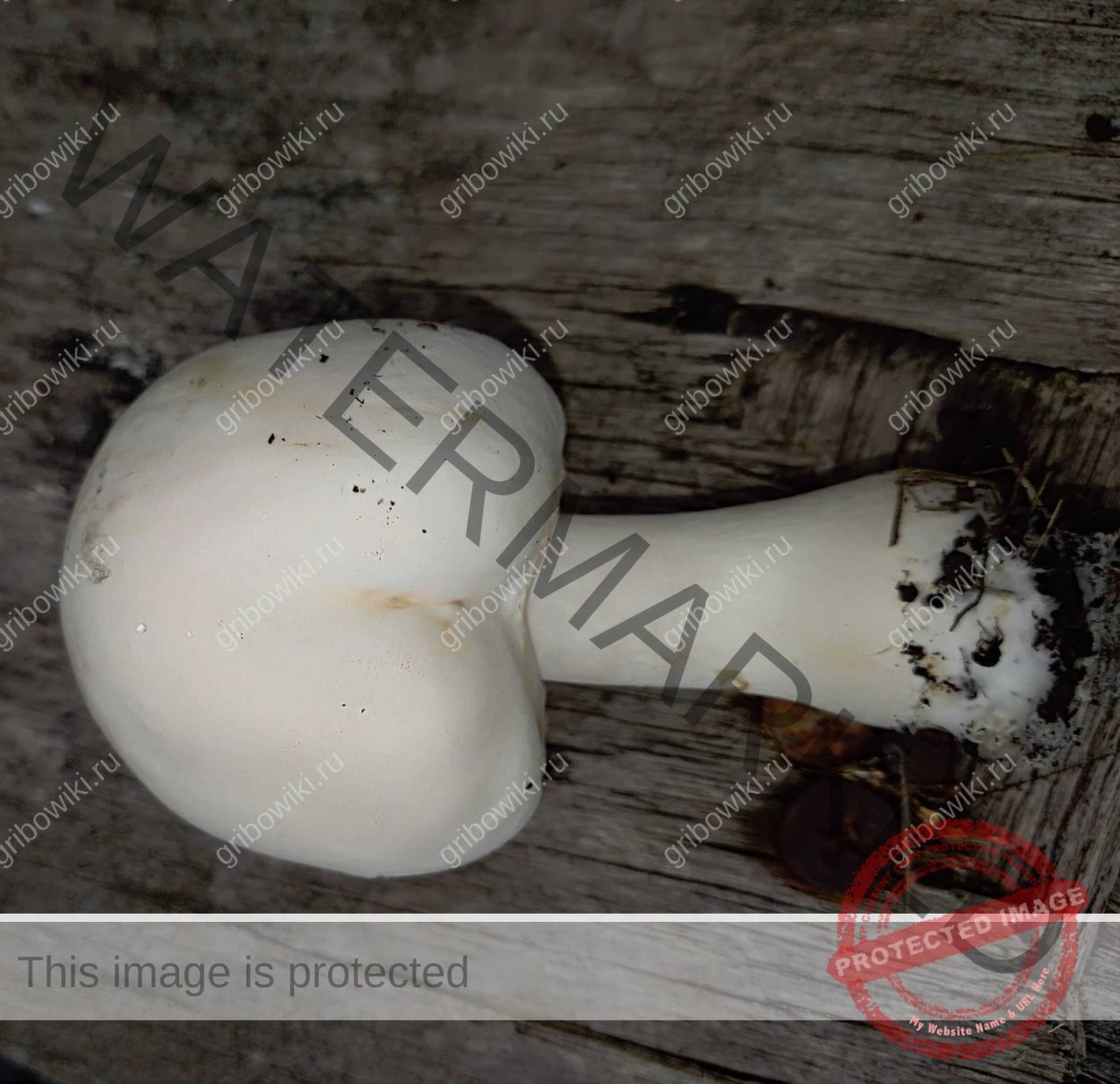 Гриб на участке весь белый ножка утолщена