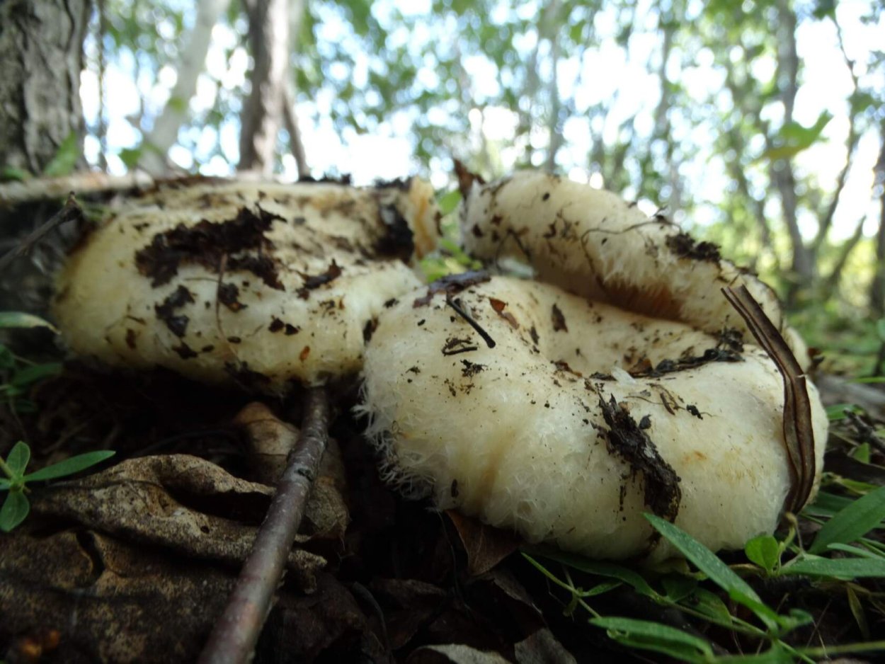 Груздь бахромистый Lactarius citriolens