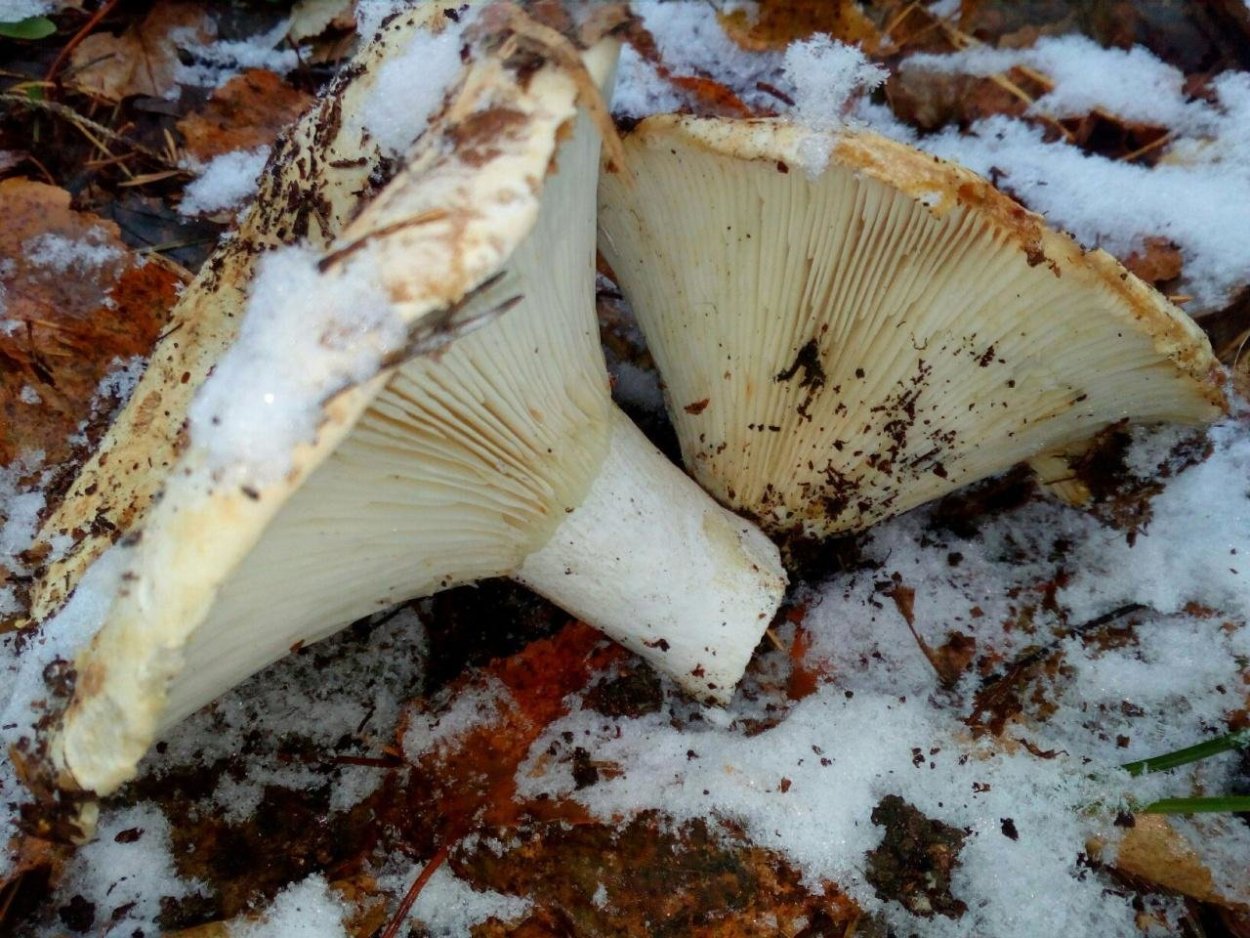 Russula Delica (подгруздок белый)