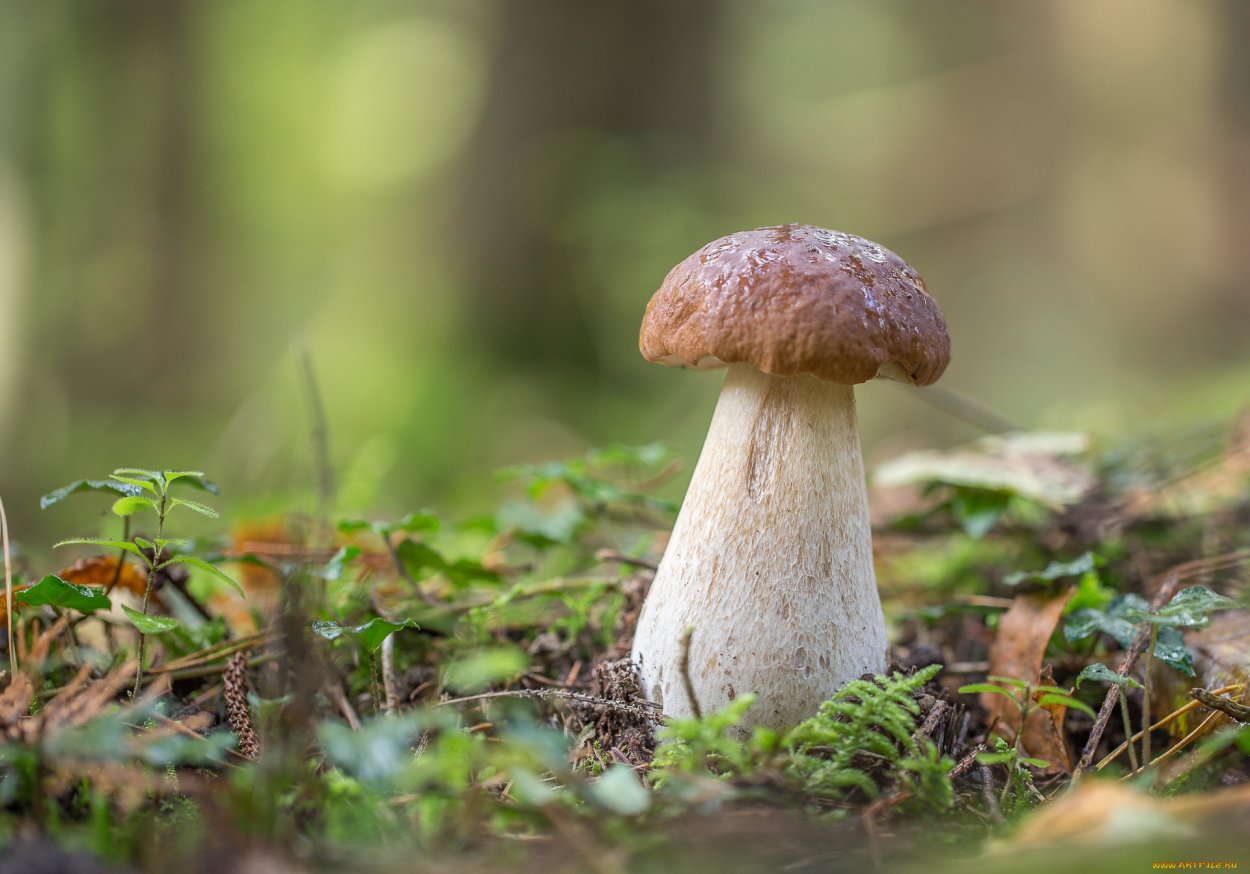 Ежовик пестрый Sarcodon imbricatus