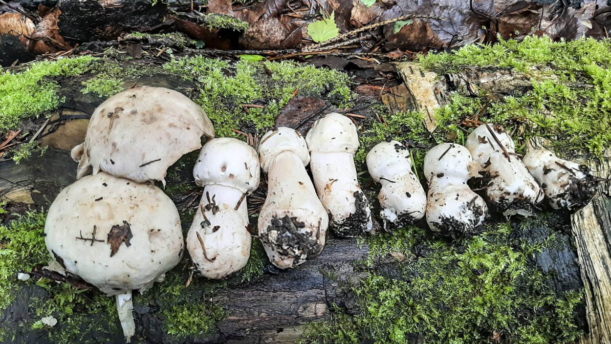 Грибы из семейства Боровиков