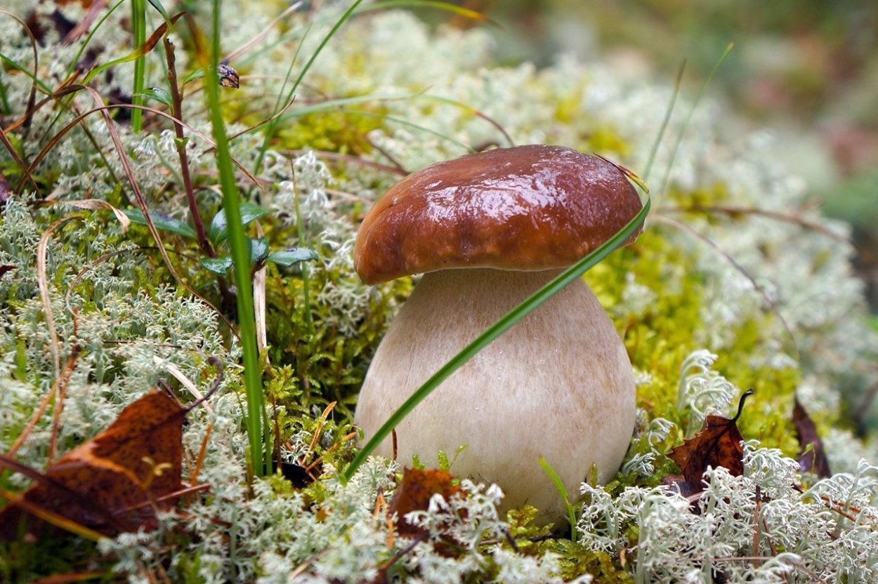 Сыроежка подгруздок белый