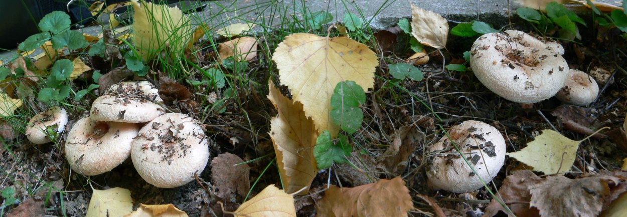 Болотная Белянка гриб