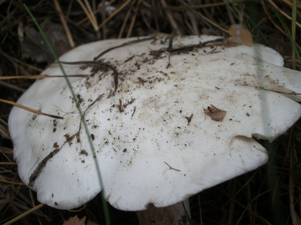 Говорушка дымчатая форма белая (Clitocybe robusta)
