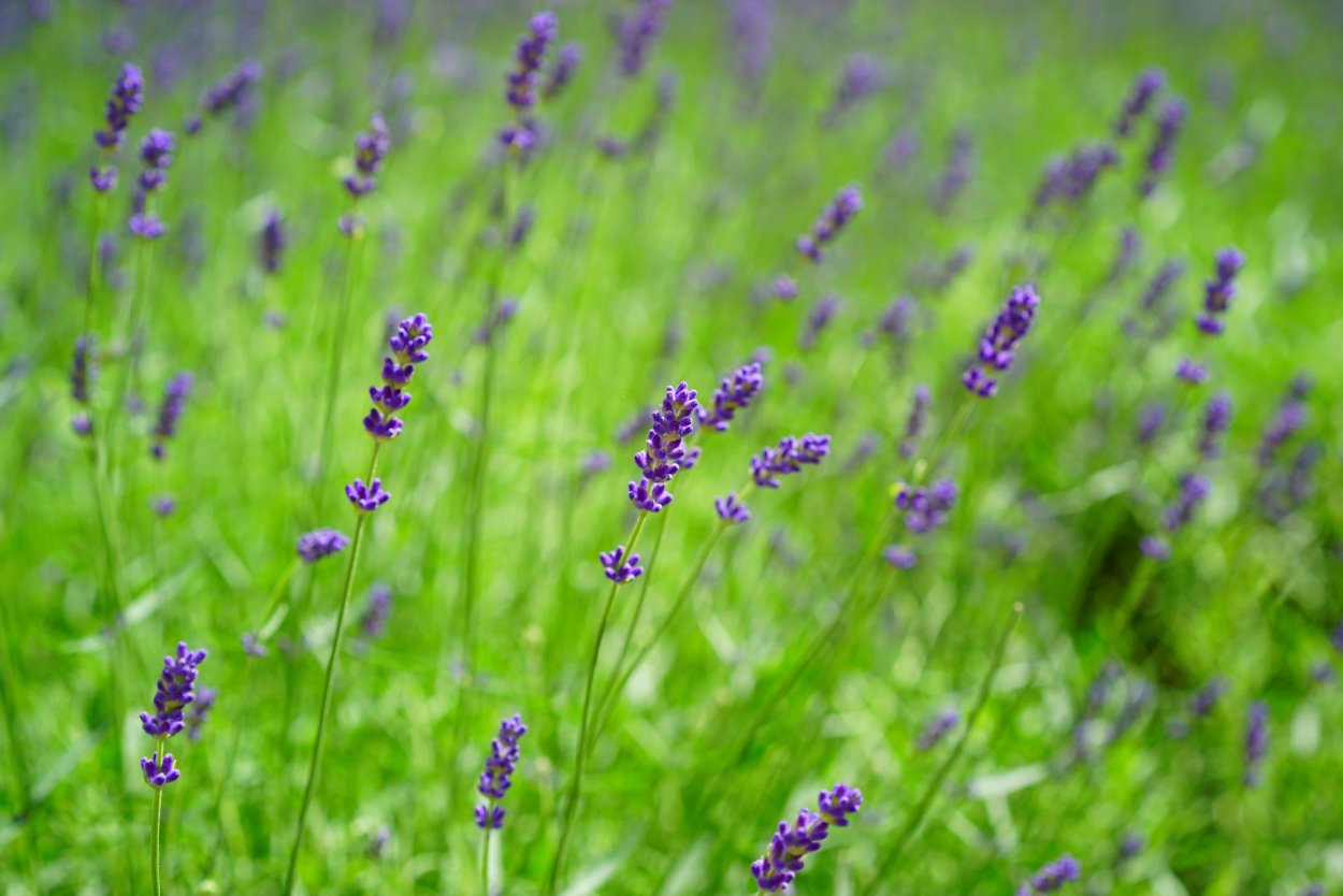 Трава с фиолетовыми цветочками в поле