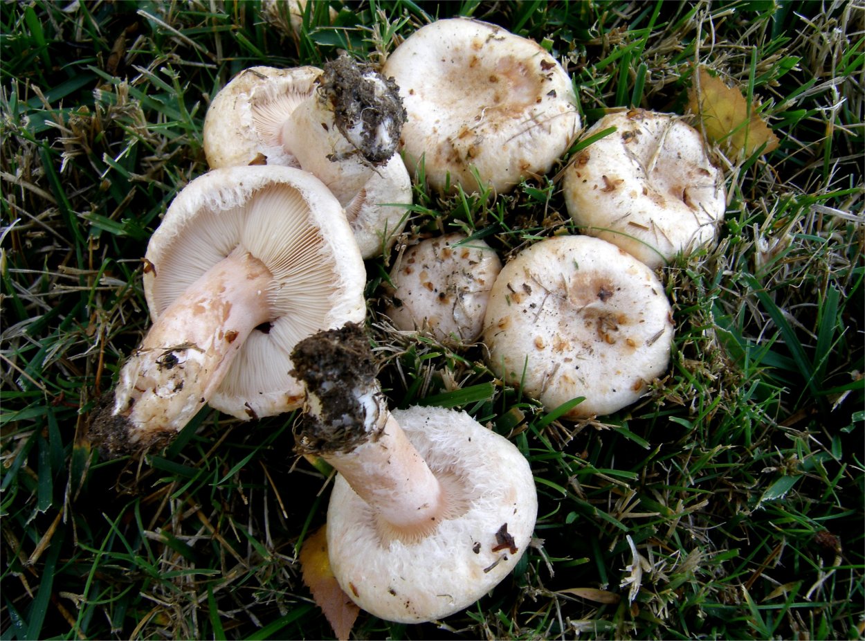 Белый гриб Боровик