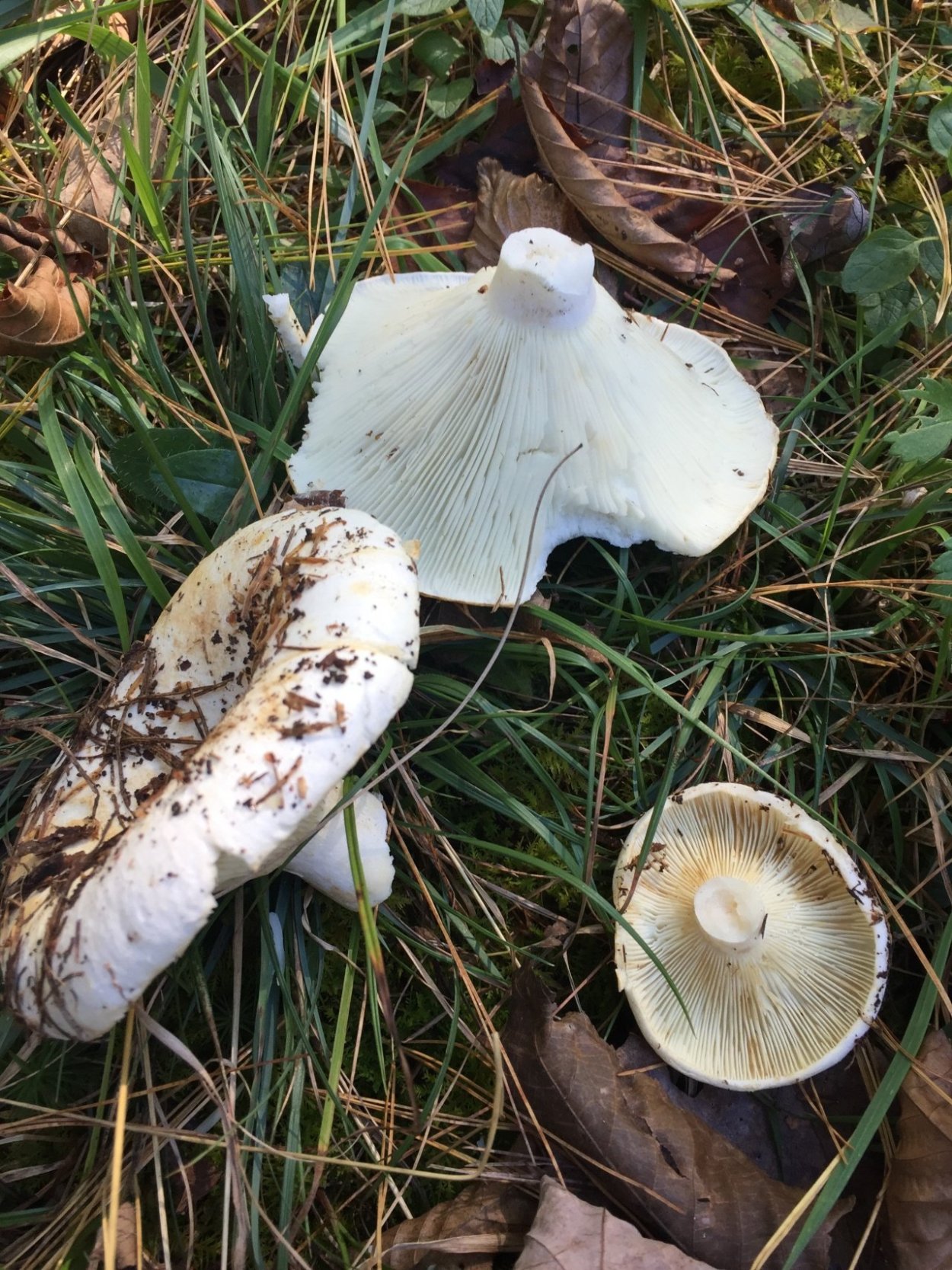 Сыроежка белая подгруздок белый