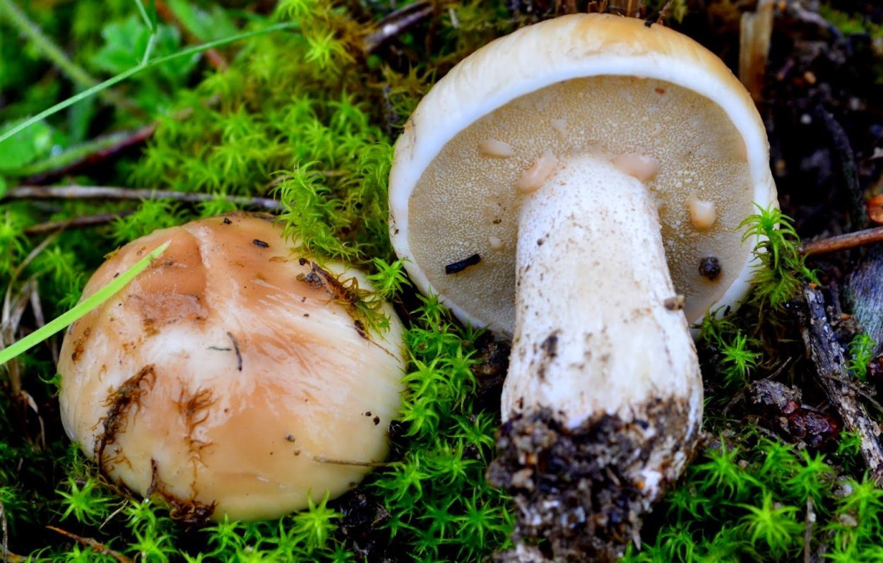 Сыроежка белая подгруздок белый