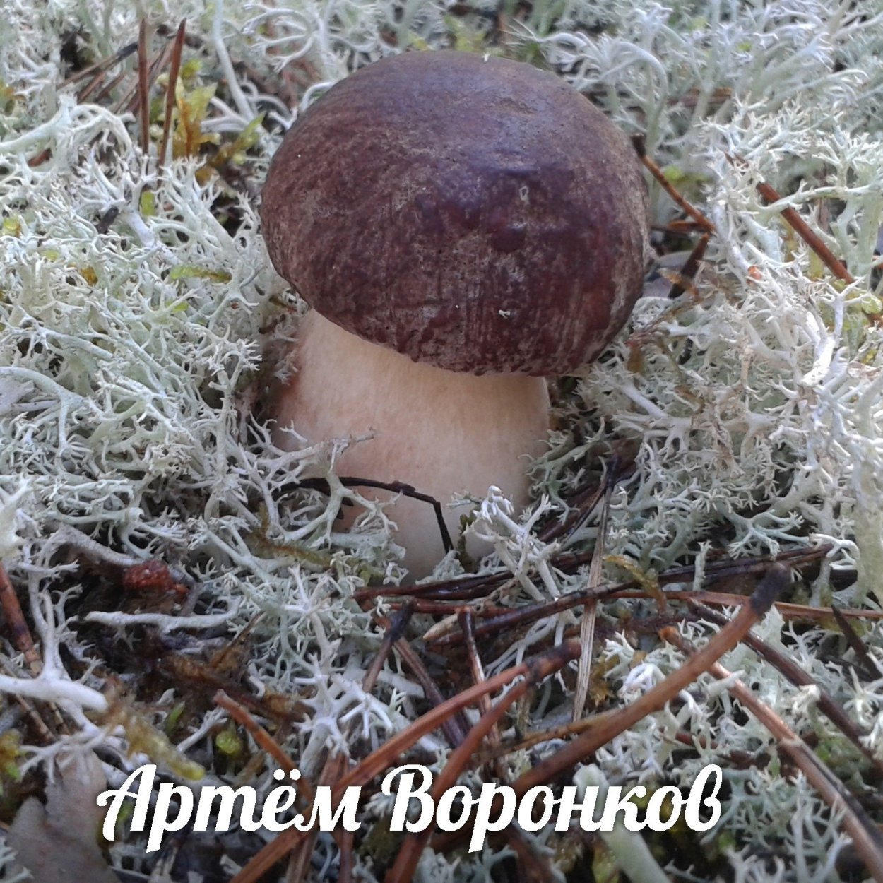 Моховик гриб съедобный