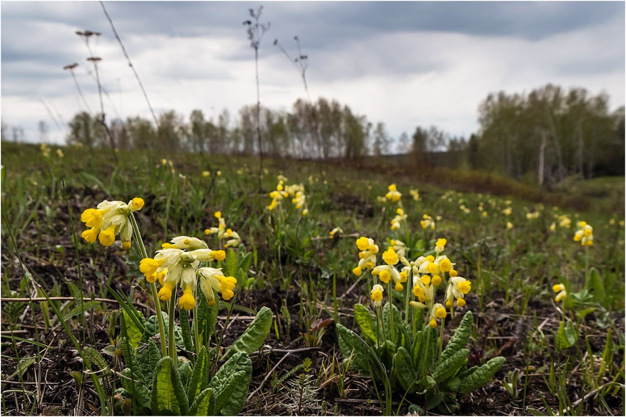 Примула Весенняя (Primula veris)