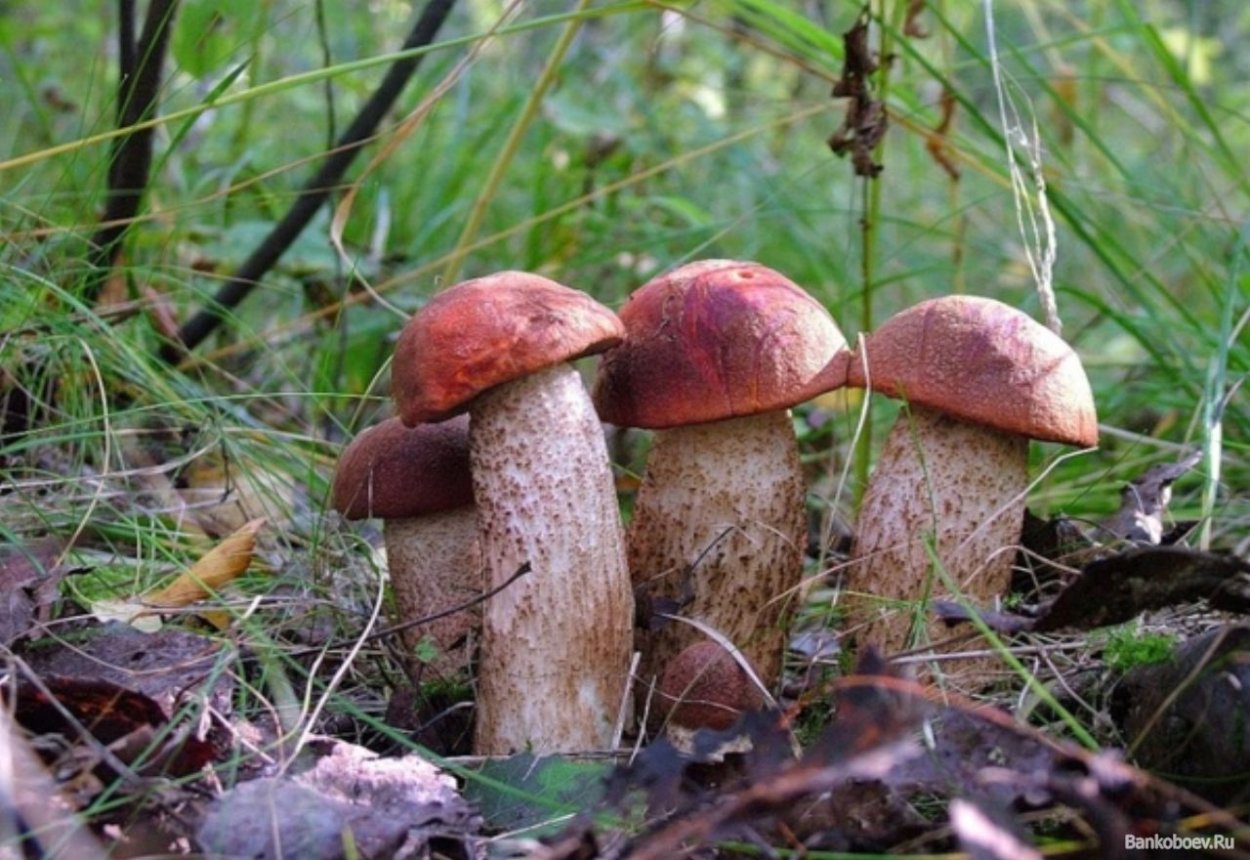 Очень много грибов