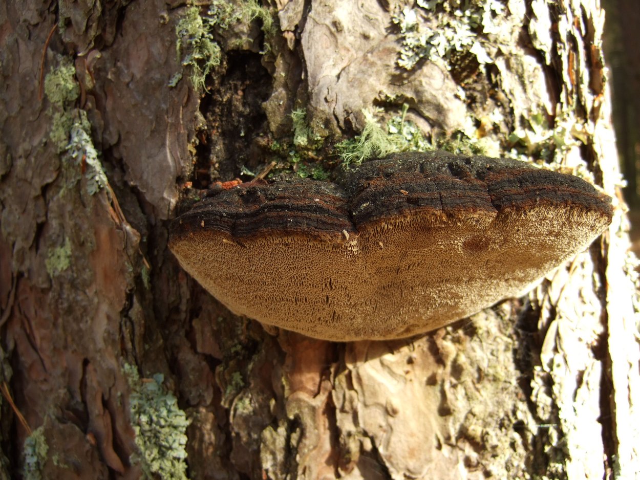 Phellinus igniarius
