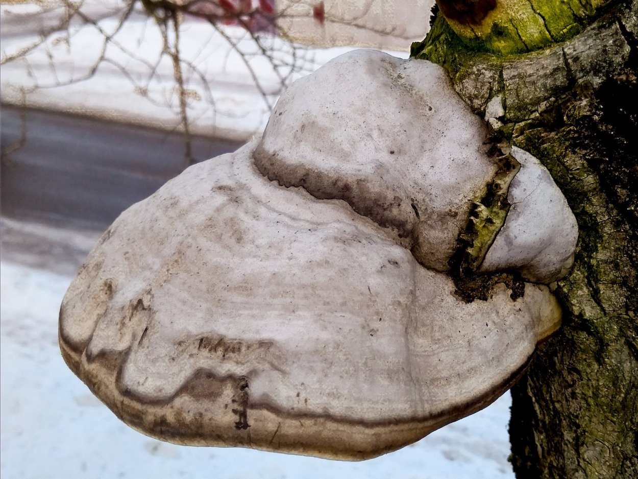 Грибы широколиственных лесов